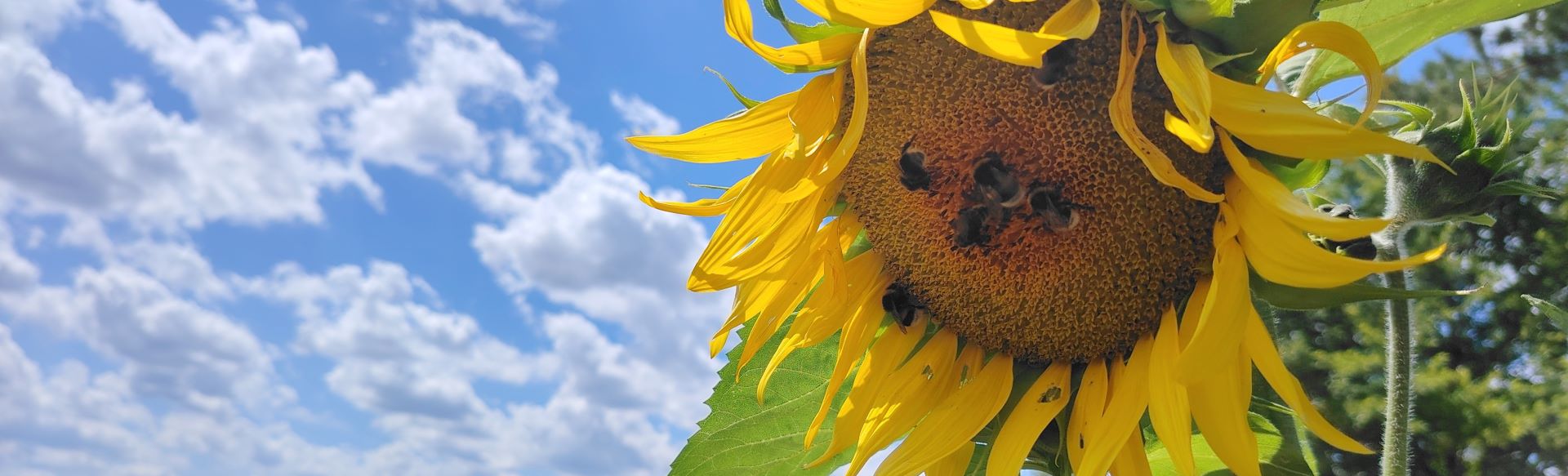 Sonnenblume WDS